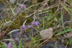 Cyanotis arachnoidea